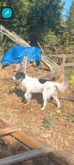 chien lost   06250 Mougins Tacos