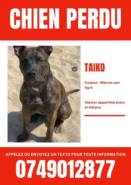 chien lost    Grasse Taiko