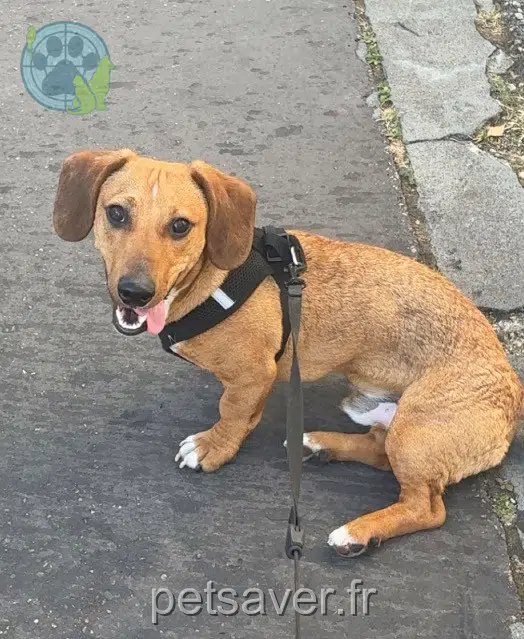 chien lost 06190 Roquebrune-Cap-Martin Teddy