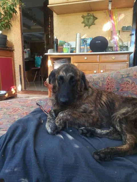 chien lost   06800 Cagnes-sur-Mer Thor