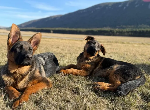 dog lost    Antibes Vasco et Venus