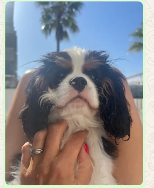 chien lost    Cannes Viny