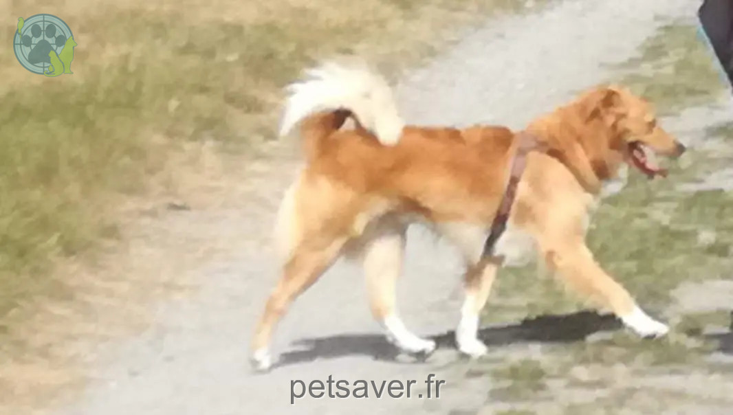 Chien Perdu 06 Alpi Marittime - Nathan Chien Perdu 06 Alpi Marittime - Nathan