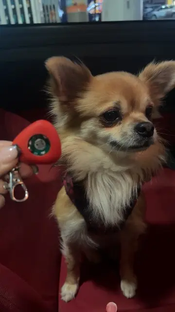 chien lost   07430 Savas Aïko