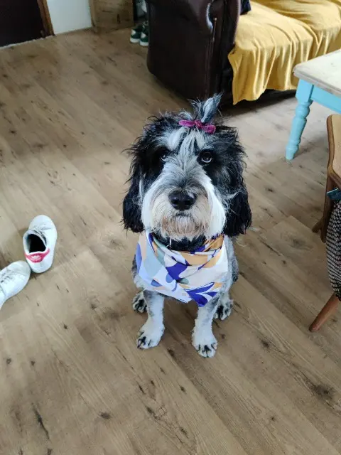 hond vermist 07570 Labatie-d'Andaure Barack hond lost 07570 Labatie-d'Andaure Barack