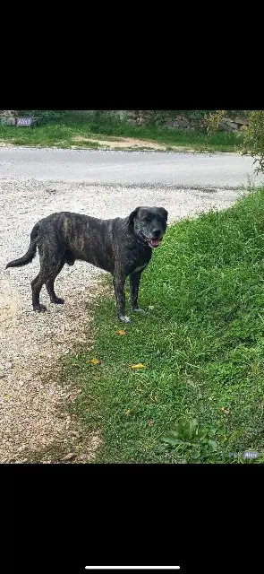 chien lost   07370 Éclassan Black