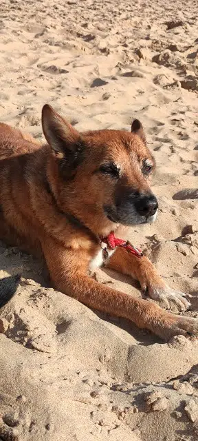 chien lost   07610 Vion Jao