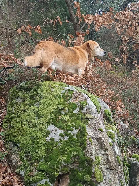 chien lost   07130 Saint-Péray Locks