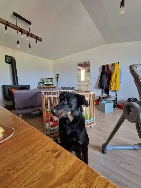 chien lost   07300 Plats Rouky