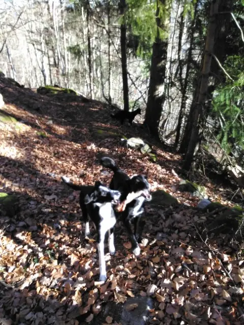 dog lost    Saint-Julien-d'Intres Porridge