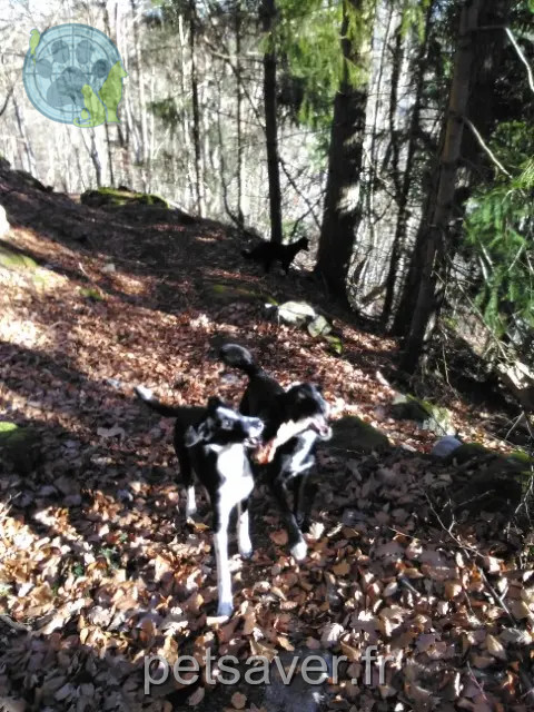 chien perdu Saint-Julien-d'Intres Porridge chien lost Saint-Julien-d'Intres Porridge