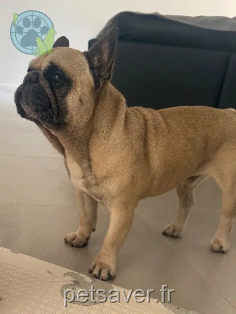 chien lost   07340 Saint-Désirat Simba