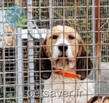dog lost 07300 Saint-Barthélemy-le-Plain Simba