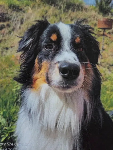 chien lost   07100 Annonay Tao