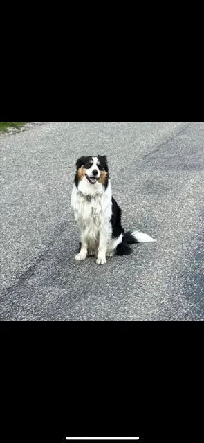 chien lost   07190 Saint-Pierreville Tino