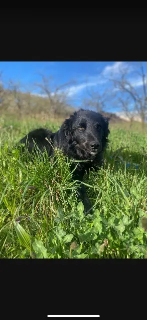 chien lost   07270 Le Crestet Toby