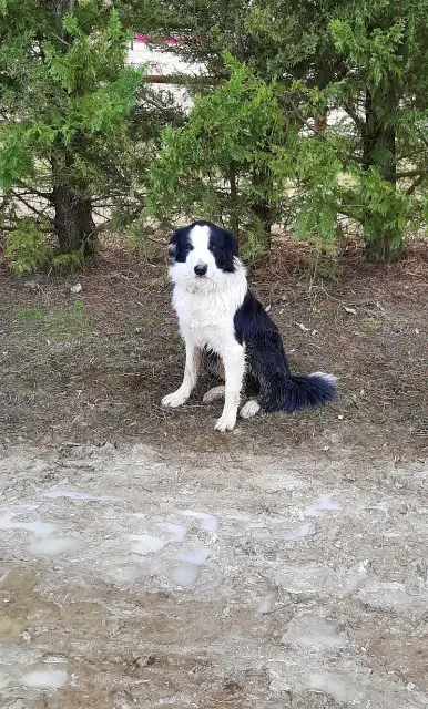 chien lost   08600 Givet Roky