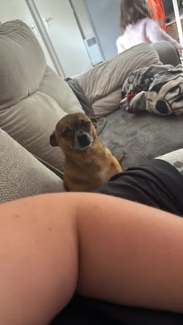 chien lost   09400 Ussat Caramel