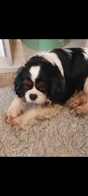 chien lost   09350 Montfa Charly