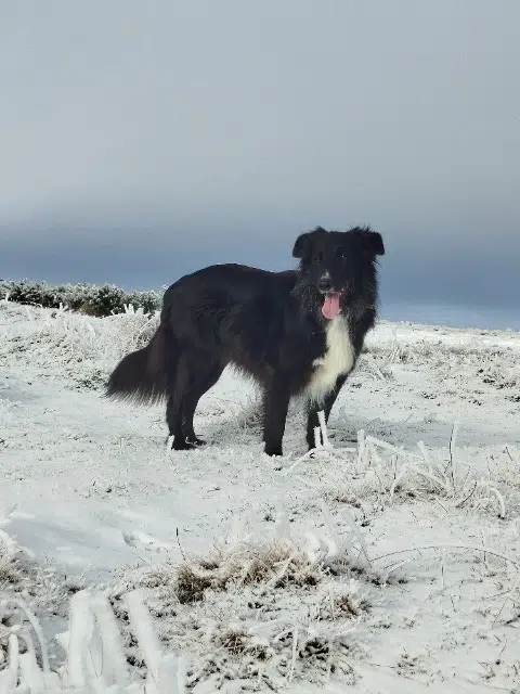 chien lost   09000 Foix Duncan