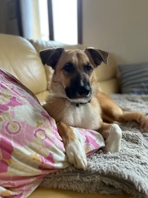 chien lost   09350 Les Bordes-sur-Arize Kaito