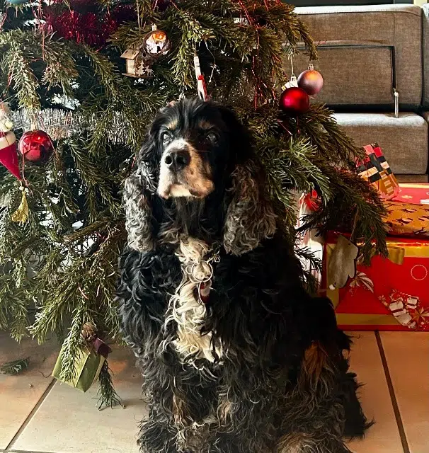 chien lost   09350 Castex Reuben