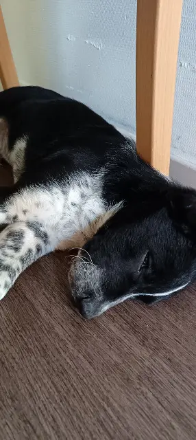 chien lost   09300 Lavelanet Samy