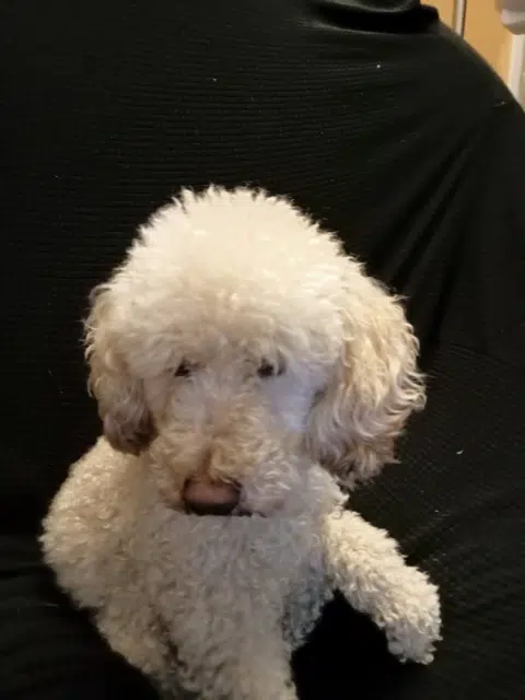 chien lost   09120 Varilhes Saphir