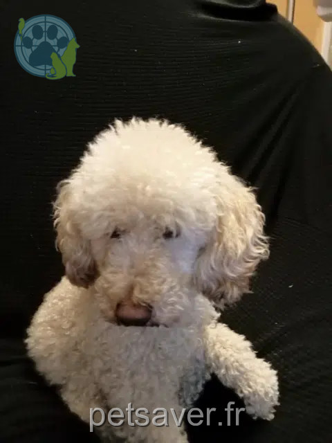 hond vermist 09120 Varilhes Saphir hond lost 09120 Varilhes Saphir