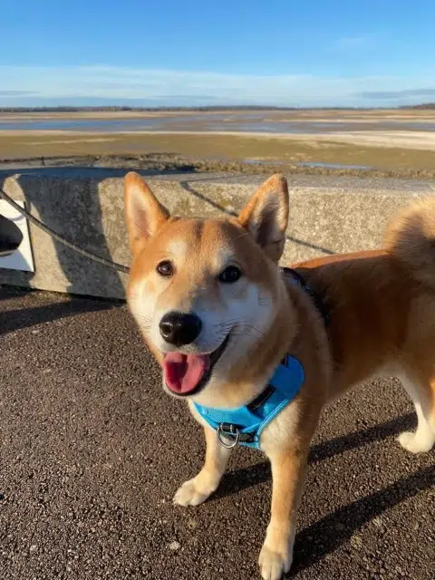 chien lost   10120 Saint-André-les-Vergers Arko