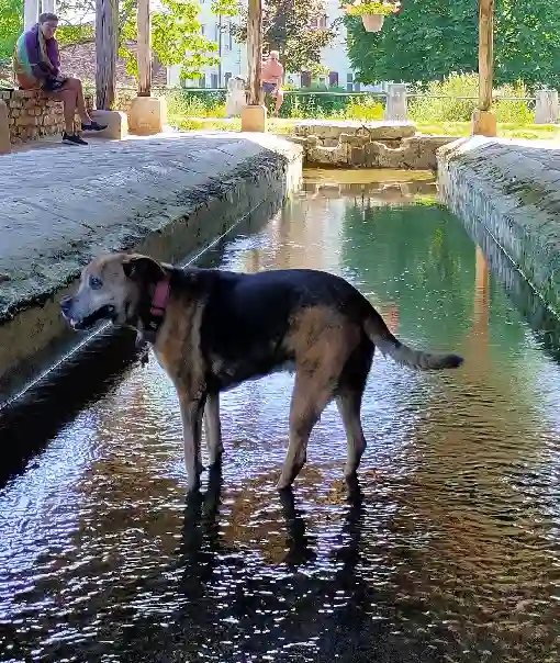 Chien Perdu 10 Aube - Ary Chien Perdu 10 Aube - Ary