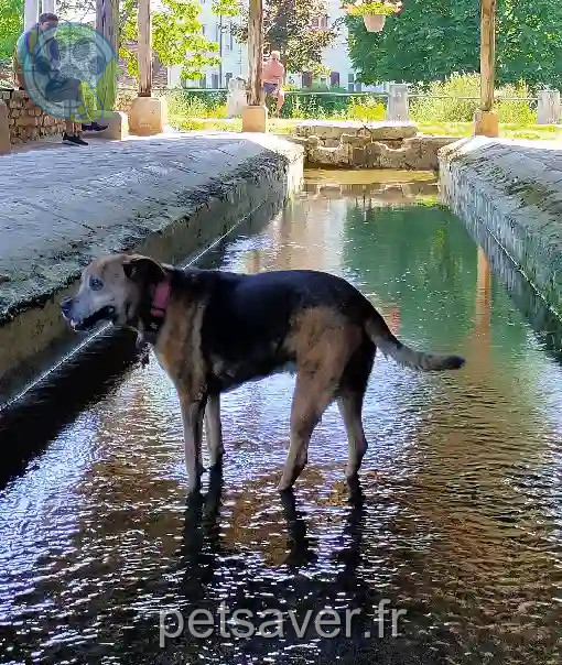 Chien Perdu 10 Aube - Ary Chien Perdu 10 Aube - Ary