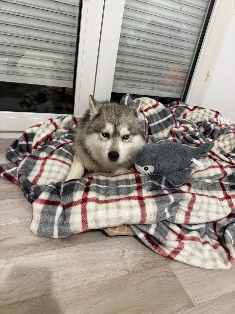 chien lost   10000 Troyes Balto