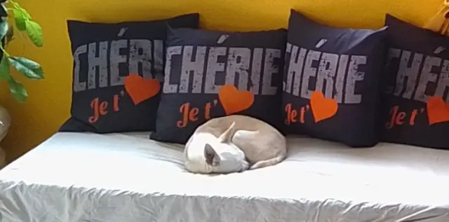 chien lost   10110 Celles-sur-Ource Guess