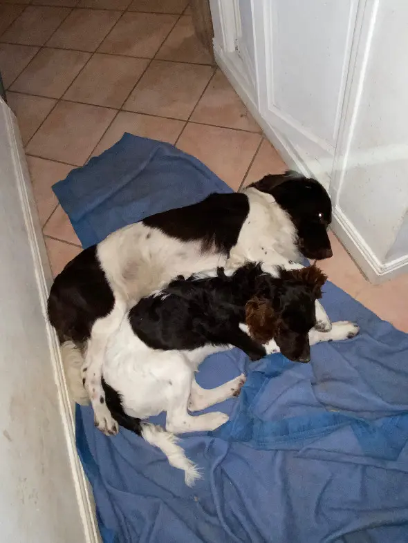 Chien Perdu 10 Aube - Hunter-et-tyson Chien Perdu 10 Aube - Hunter-et-tyson
