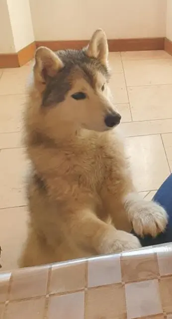 chien lost   10160 Vulaines Lyako