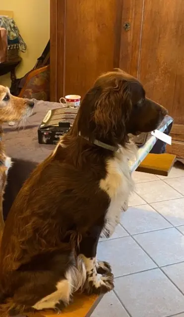 chien lost   10700 Champigny-sur-Aube Pirate