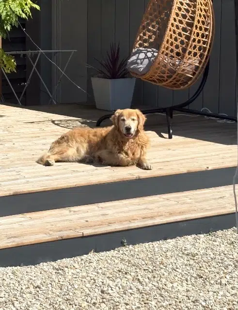 chien lost   10430 Rosières-près-Troyes Rodger