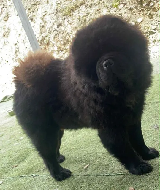 chien lost   10500 Hampigny Taiwan