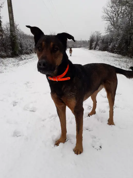 Chien Perdu 10 Aube Chien Perdu 10 Aube