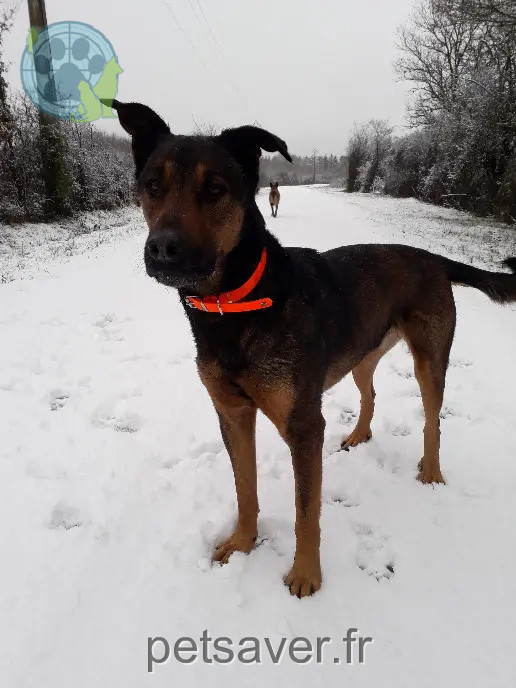 Chien Perdu 10 Aube Chien Perdu 10 Aube