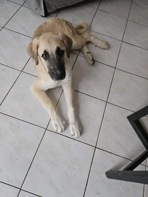 chien lost   11000 Carcassonne Atosse