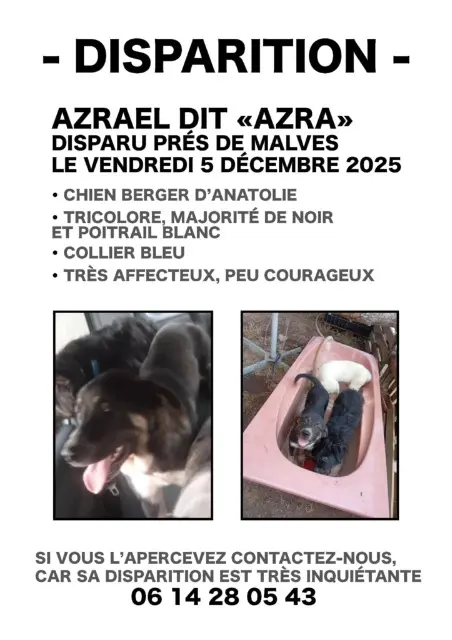 chien lost   11600 Malves-en-Minervois Azrael