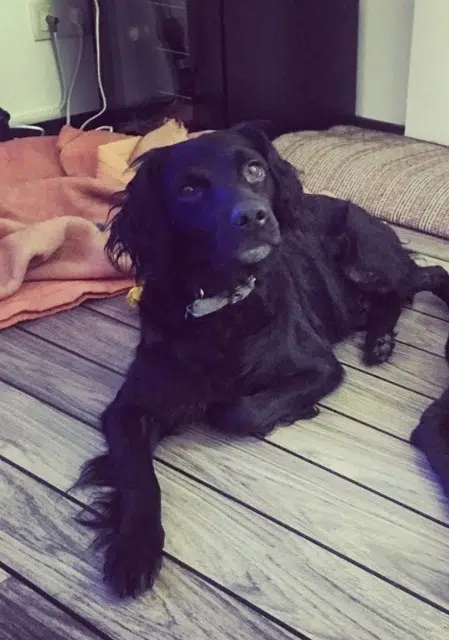 chien lost   11120 Saint-Nazaire-d'Aude Bobby