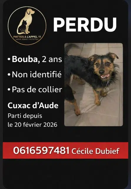 chien lost   11590 Sallèles-d'Aude Bouba