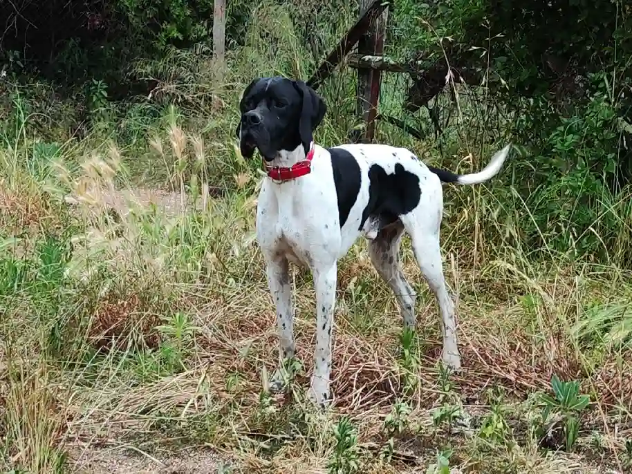 Chien Perdu 11 Aude - Chester