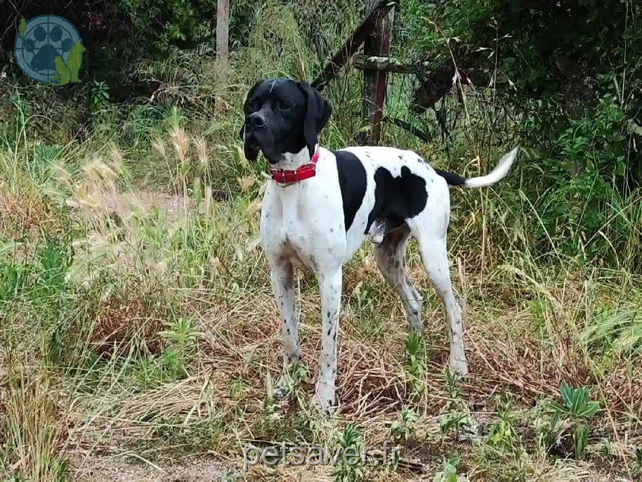 Chien Perdu 11 Aude - Chester Chien Perdu 11 Aude - Chester