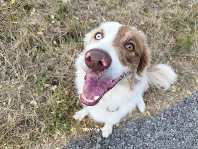 chien lost   11300 Limoux Marcel