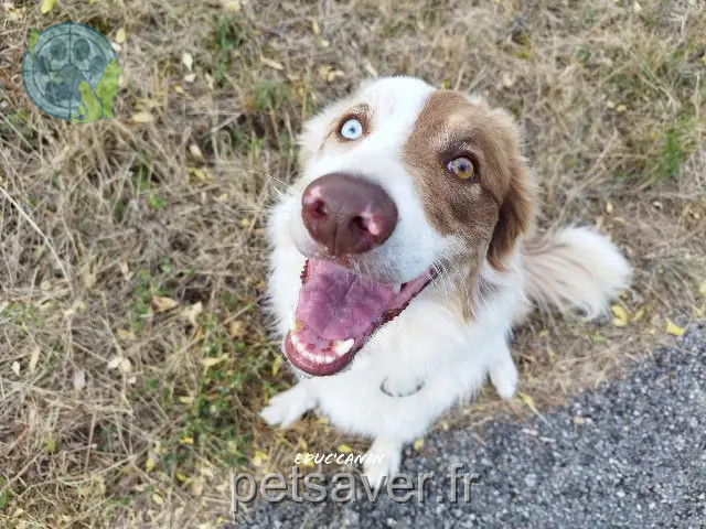 dog lost 11300 Limoux Marcel dog lost 11300 Limoux Marcel