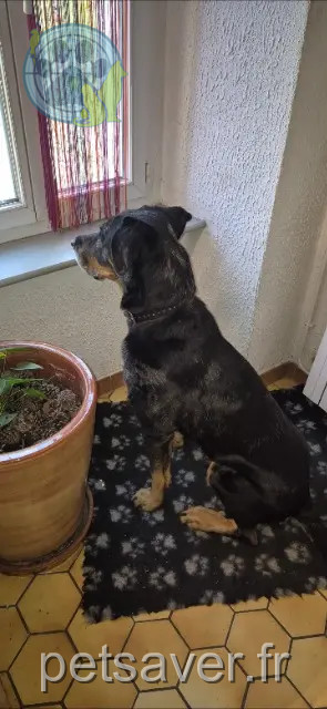 hond vermist 11400 Mas-Saintes-Puelles Marcus hond lost 11400 Mas-Saintes-Puelles Marcus